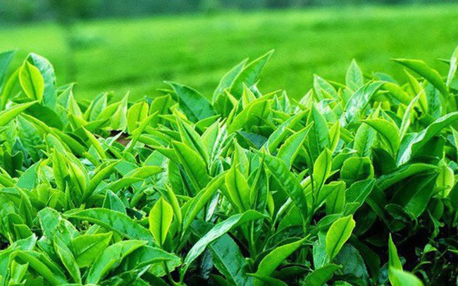 Xuất khẩu chè tăng về lượng nhưng giảm về trị giá trong 7 tháng đầu năm 2019