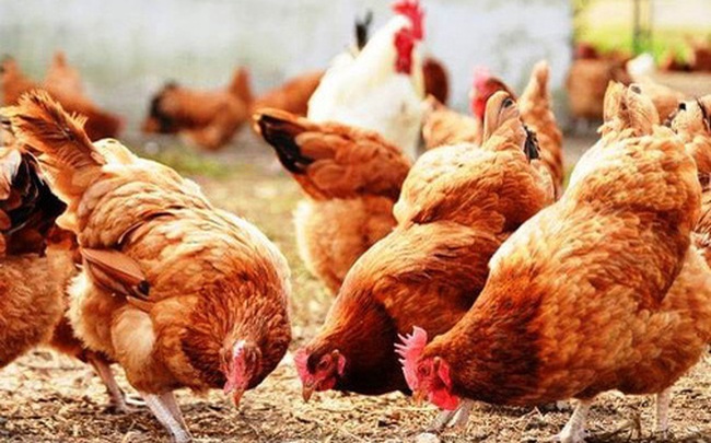 Hàng xóm liên tục bị mất gà, bức xúc đòi giết "đối tượng tình nghi", tình huống xảy ra sau đó khiến bao người suy ngẫm Hàng xóm liên tục bị mất gà, bức xúc đòi giết "đối tượng tình nghi", tình huống xảy ra sau đó khiến bao người suy ngẫm
