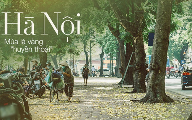 Con đường cây "huyền thoại" ở Hà Nội lại phủ đầy lá vàng rồi, phải chăng là mùa thu sắp về? Con đường cây "huyền thoại" ở Hà Nội lại phủ đầy lá vàng rồi, phải chăng là mùa thu sắp về?