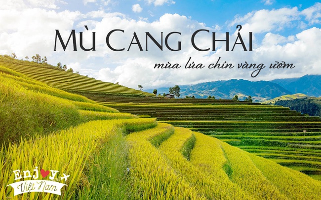 Thu năm nay nhất định phải lên Mù Cang Chải ngắm lúa chín vàng ươm trên những thửa ruộng bậc thang: Đẹp đến ngây ngất lòng người! Thu năm nay nhất định phải lên Mù Cang Chải ngắm lúa chín vàng ươm trên những thửa ruộng bậc thang: Đẹp đến ngây ngất lòng người!