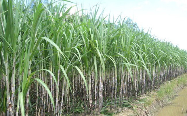 Mía đường Sơn La (SLS) thông qua quyết định chia cổ tức bằng tiền mặt với tỷ lệ 70%