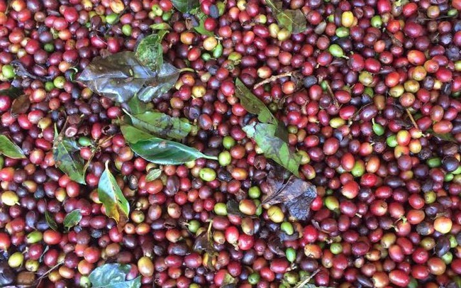 Nông nghiệp xuất siêu hơn 6 tỷ USD