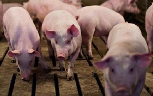 Giá lợn hơi tụt dốc không phanh, còn dưới 80.000 đồng/kg