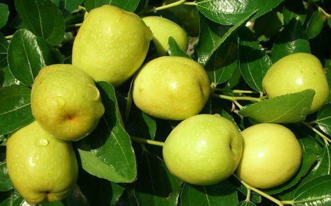 Thứ quả "quốc dân" này không ngờ chứa lượng vitamin nhiều gấp 10 lần cam quýt: Trị bệnh tốt nhưng có 5 nhóm người không nên ăn Thứ quả "quốc dân" này không ngờ chứa lượng vitamin nhiều gấp 10 lần cam quýt: Trị bệnh tốt nhưng có 5 nhóm người không nên ăn
