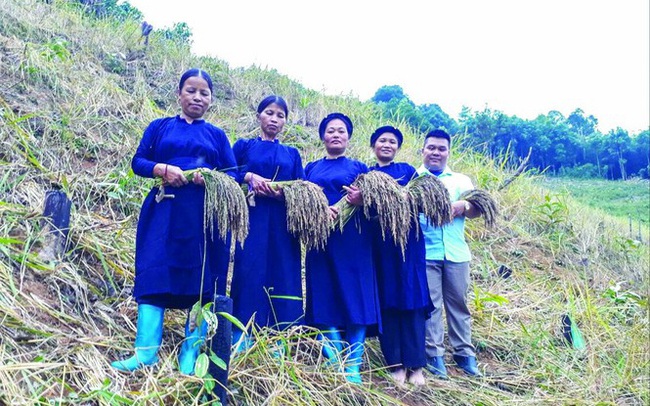 Độc đáo gạo 'quên chồng' Độc đáo gạo 'quên chồng'