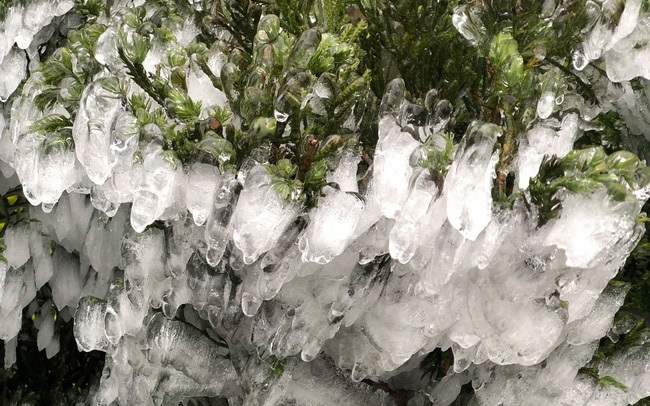 Chùm ảnh: Vẻ đẹp tinh khôi mà đầy khắc nghiệt của băng tuyết tại Sa Pa