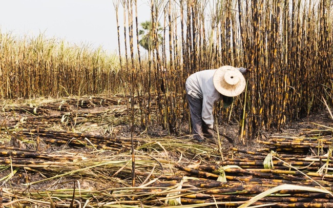 Thuế phòng vệ: Giải pháp cho thâm hụt thương mại ngành đường Thuế phòng vệ: Giải pháp cho thâm hụt thương mại ngành đường