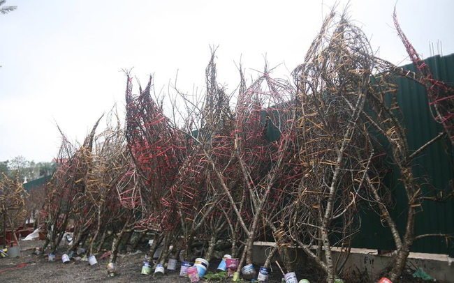 Địa phương hết đào rừng tự nhiên, không nhất thiết phải dán tem