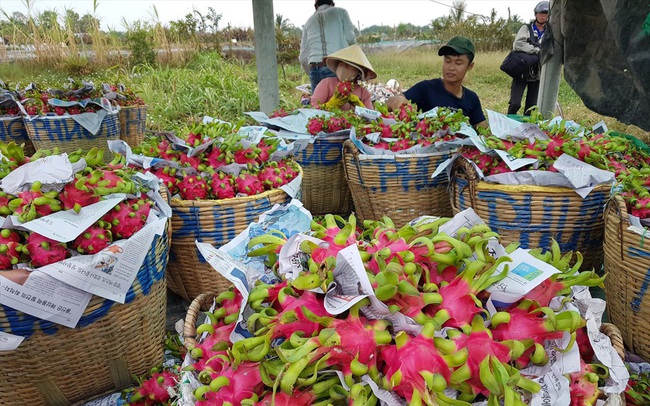 Thương lái Trung Quốc ép giá, người trồng thanh long lao đao