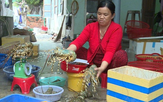 Tôm hùm ở Phú Yên chết hàng loạt, người nuôi thiệt hại tiền tỷ
