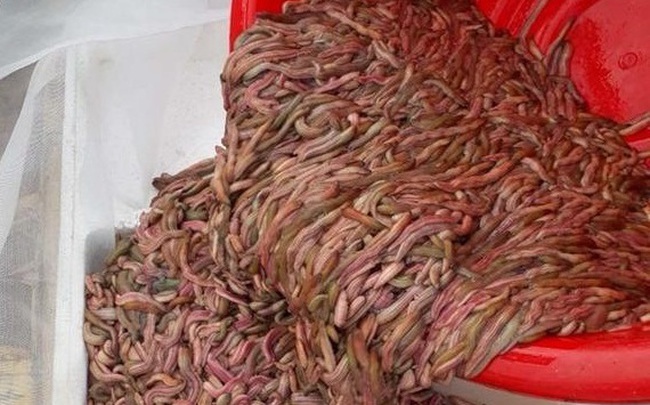 Đặc sản rươi Tứ Kỳ vào mùa, giá hơn nửa triệu đồng/kg