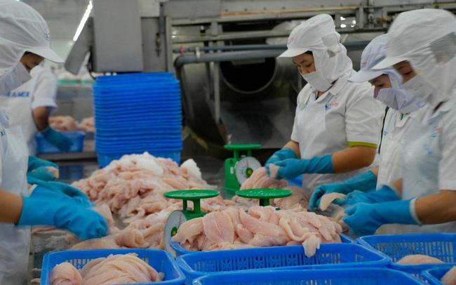 Xuất khẩu cá tra bật tăng cuối năm, dự báo cán đích hơn 1,5 tỷ USD