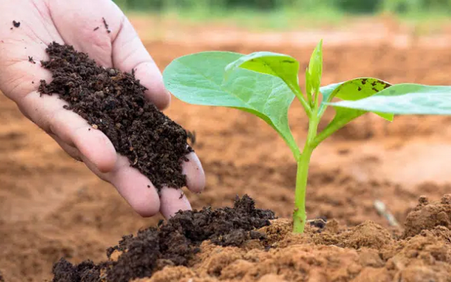 Giá phân bón tiếp tục neo cao trong năm 2022, cơ hội tích lũy cổ phiếu đã đến? Giá phân bón tiếp tục neo cao trong năm 2022, cơ hội tích lũy cổ phiếu đã đến?