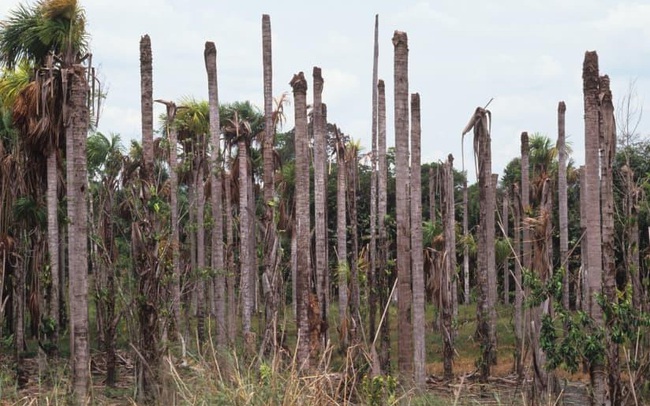Cơn “đói” của Trung Quốc đang "nuốt chửng" những cánh rừng già Amazon như thế nào?