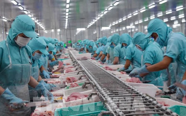 Gần 700 doanh nghiệp Việt được phép xuất khẩu thủy sản vào Đài Loan Gần 700 doanh nghiệp Việt được phép xuất khẩu thủy sản vào Đài Loan