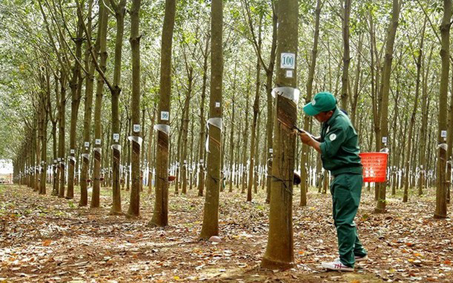 Tập đoàn Cao su (GVR) đặt mục tiêu lãi sau thuế 4.600 tỷ đồng trong năm 2021
