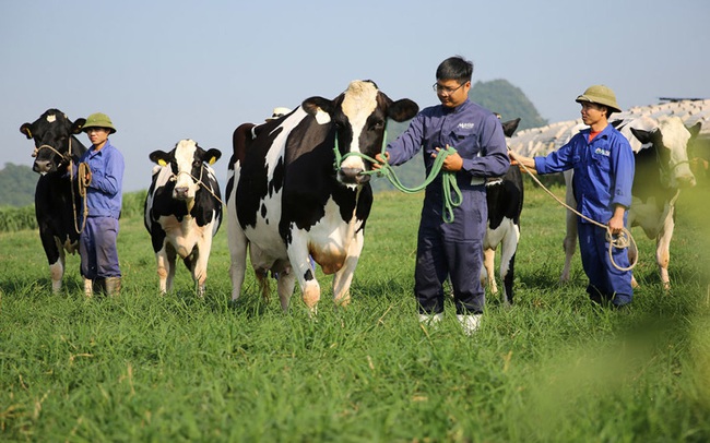 Mộc Châu Milk đặt mục tiêu lãi ròng 319 tỷ năm 2021, cao nhất từ trước đến nay