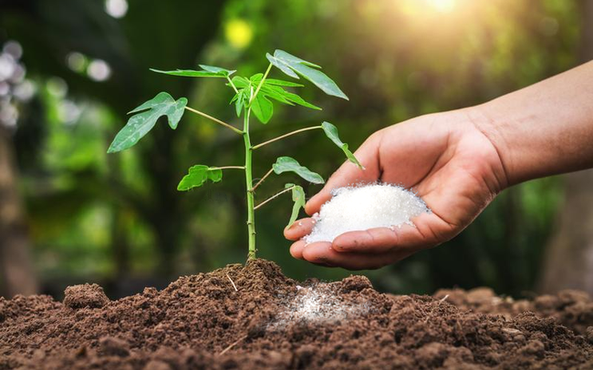 Ngành phân bón ngược dòng thị trường, có cổ phiếu tăng 50% trong một tuần Ngành phân bón ngược dòng thị trường, có cổ phiếu tăng 50% trong một tuần