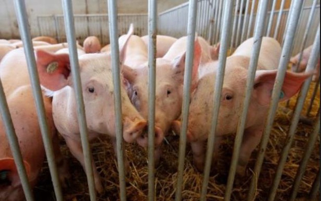 Việt Nam và nhiều nước khác nới lỏng lệnh cấm nhập khẩu thịt lợn Đức