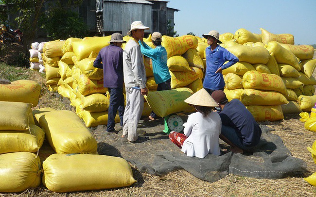 Thị trường lúa gạo: Diễn biến không theo thông lệ