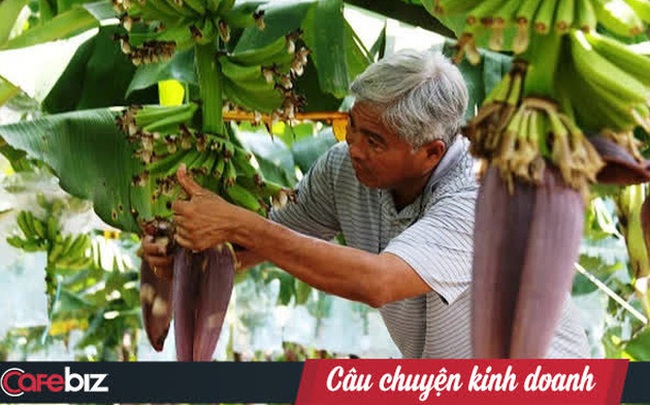 Út Huy - Từ cậu bé 14 tuổi đi cày thuê thành "Vua chuối": Hơn 20 lần khởi nghiệp với đủ cây trồng vật nuôi, không đếm hết số lần thất bại Út Huy - Từ cậu bé 14 tuổi đi cày thuê thành "Vua chuối": Hơn 20 lần khởi nghiệp với đủ cây trồng vật nuôi, không đếm hết số lần thất bại