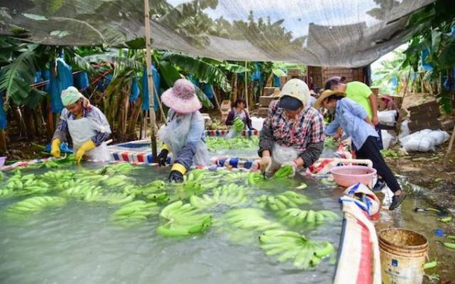 Cước vận chuyển tăng, chuối Philippines mất lợi thế cạnh tranh với Việt Nam, Campuchia