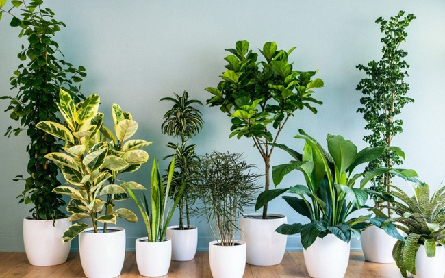 10 loại cây phong thủy trồng cho từng không gian của nhà phố ...