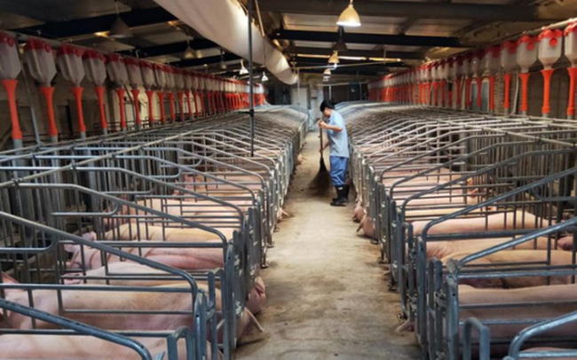 Giá lợn hơi chỉ 40.000 đồng/kg, người chăn nuôi Trung Quốc khốn đốn