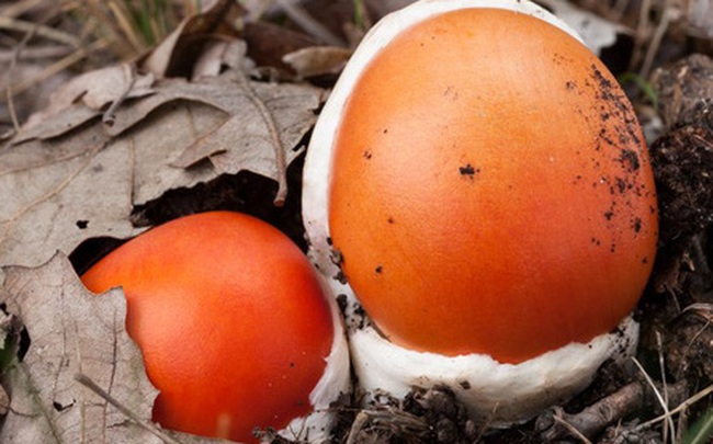 "Trứng gà ngoi lên từ lòng đất": Của ngon, hiếm có khó tìm, giá nửa triệu đồng/kg