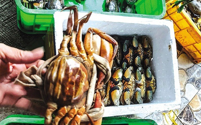 Cua biển Kiên Giang, sầu riêng Đắk Lắk lại rớt giá Cua biển Kiên Giang, sầu riêng Đắk Lắk lại rớt giá