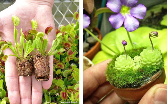 4 loại cây "ăn thịt" với hình dáng cực xinh, giúp kiểm soát ruồi muỗi trong nhà