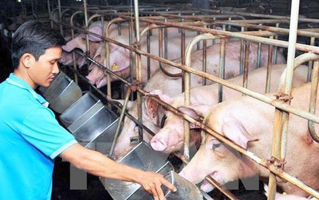 Giá thức ăn chăn nuôi tiếp tục tăng lần thứ 8, có doanh nghiệp tăng tới 9 lần