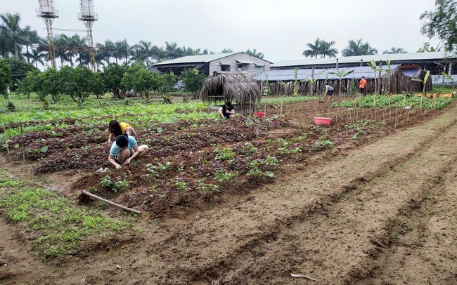 Đại gia lao tâm khổ tứ vì chôn hàng chục tỉ đồng vào farmstay, mua đất 6 triệu đồng/m2 lúc sốt, rao bán mãi không ai mua, phải bán cho chủ cũ 3 triệu đồng/m2