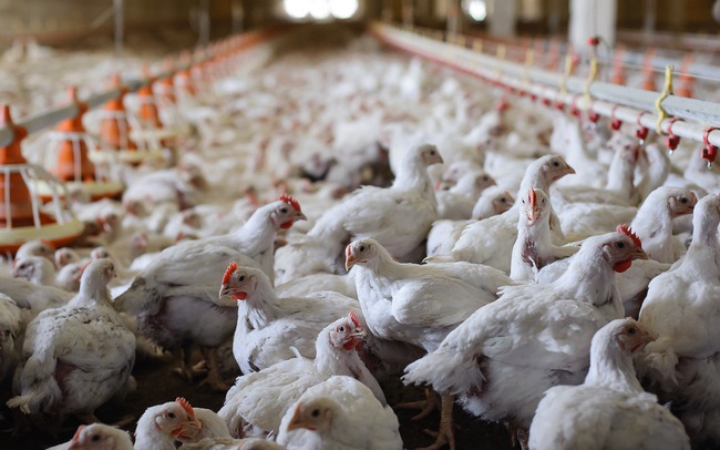 Giá gà tiếp tục xuống thấp kỷ lục, hơn 10.000 đồng/con gà 2,5kg vẫn không có người mua