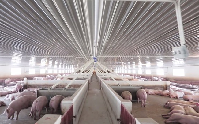 Tập đoàn Dabaco (DBC) chốt danh sách cổ đông chi 230 tỷ đồng tạm ứng cổ tức năm 2021 Tập đoàn Dabaco (DBC) chốt danh sách cổ đông chi 230 tỷ đồng tạm ứng cổ tức năm 2021