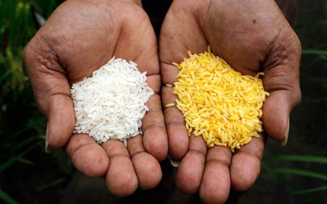 Được sản xuất để tăng nguồn cung, gạo vàng lại làm dấy lên những cuộc tranh tranh cãi, nông dân kêu than vùng đất của họ sẽ bị “đầu độc”