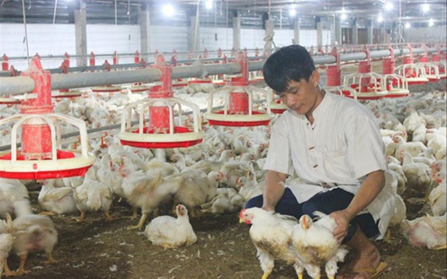 Giá gà rẻ bèo, nguy cơ xóa sổ nhiều trang trại