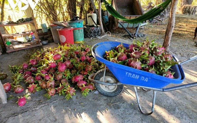 Giá giảm sâu, người trồng thanh long ở Bình Thuận gặp nhiều khó khăn