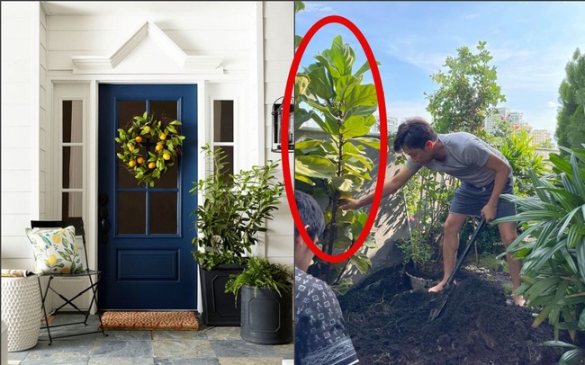 4 loài cây phong thủy nên trồng trước cửa, vừa tăng vận may cho gia chủ lại thanh lọc không khí: Gia đình doanh nhân Cường Đô La cũng sắm 1 cây để trong nhà