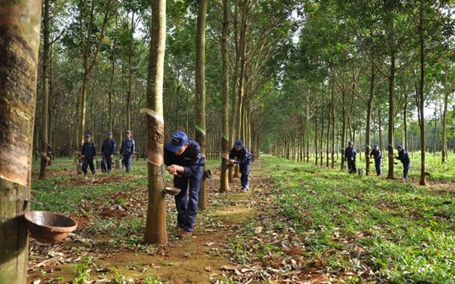 DRI tăng 133% từ đầu năm 2021, Cao su Đắk Lắk lấy ý kiến cổ đông về việc niêm yết trên HNX