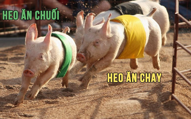 Cuộc chiến thịt heo: Heo ăn chay – Heo ăn chuối “cân sức cân tài”, Masan MEATLife và Dabaco "đuối" về biên lợi nhuận gộp