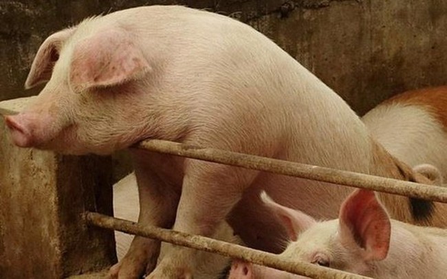 Giá lợn hạ nhiệt, cổ phiếu Dabaco giảm gần 50% từ đỉnh, vốn hoá mất 4.400 tỷ đồng sau nửa năm