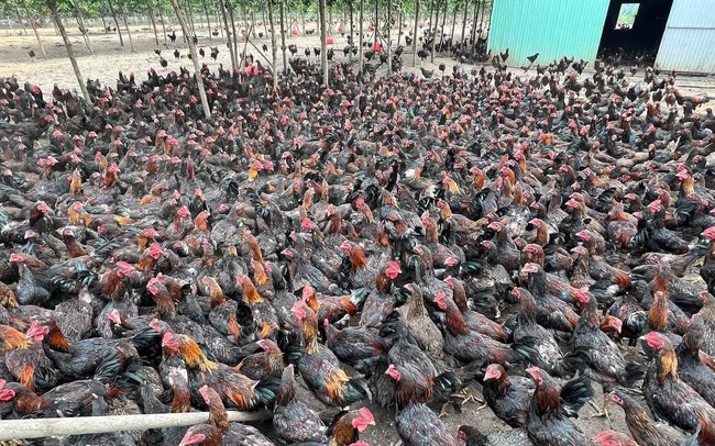 Xuất hiện Gà đi bộ ăn chuối của Hoàng Anh Gia Lai, được bán thử tại 2 cửa hàng Bapi Đà Nẵng và Tp.HCM