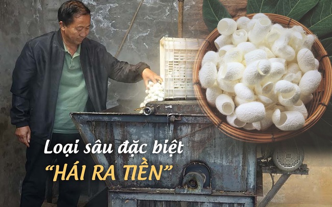 Một thị trấn ở Trung Quốc dùng loại "sâu đặc biệt" để hái ra tiền