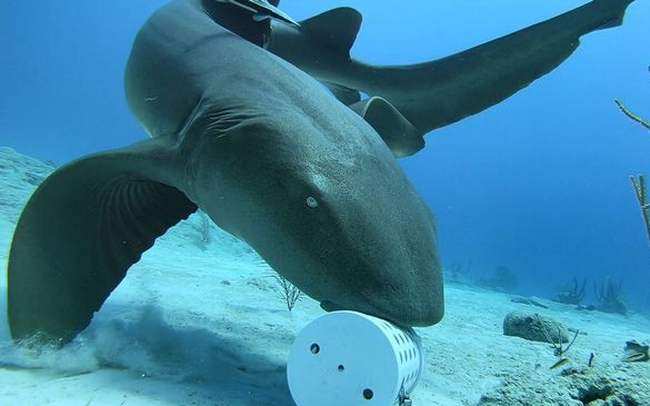 Phát hiện kỳ thú về các sát thủ đại dương: Bơi mỏi rồi, cá mập chuyển sang 'đi bộ' dưới đáy biển