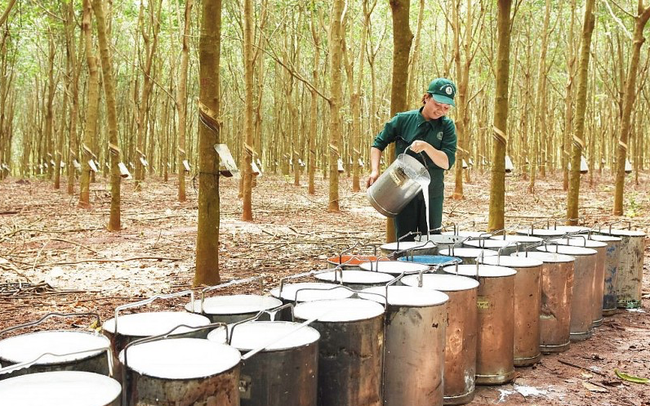 KQKD Ngành cao su năm 2021: Giá cao su tăng, nhiều doanh nghiệp lãi "bằng lần" so với cùng kỳ