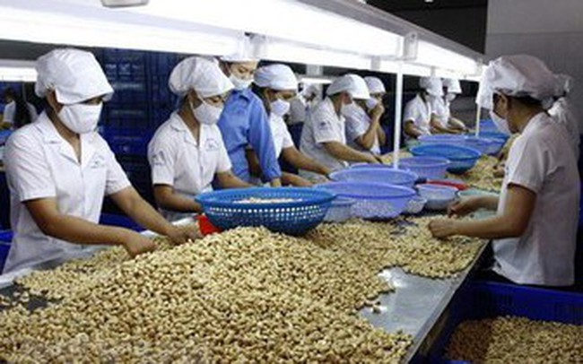 Vì sao xuất khẩu điều Việt Nam sang châu Âu tăng đột biến?