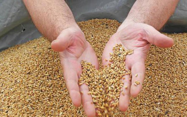 Chuyên gia cảnh báo nguồn cung lúa mỳ cho thế giới chỉ còn đủ 10 tuần