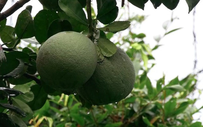 Bến Tre liên kết vùng trồng, sẵn sàng cho xuất khẩu bưởi da xanh sang Mỹ Bến Tre liên kết vùng trồng, sẵn sàng cho xuất khẩu bưởi da xanh sang Mỹ