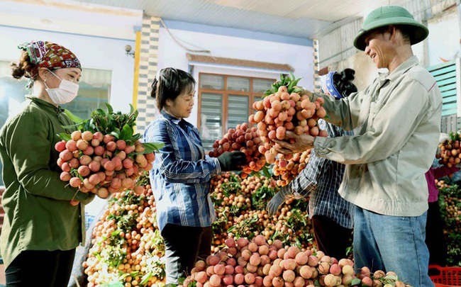 Xây dựng thương hiệu trái vải Việt Nam Xây dựng thương hiệu trái vải Việt Nam